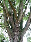 foto bomen: Schietwilg__Salix_alba__White_willow 