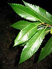 foto bomen: Tamme_kastanje__Castanea_sativa__Sweet_chestnut