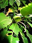 foto bomen: Tamme_kastanje__Castanea_sativa__Sweet_chestnut