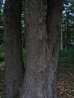 foto bomen: Tamme_kastanje__Castanea_sativa__Sweet_chestnut