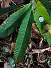 foto bomen: Tamme_kastanje__Castanea_sativa__Sweet_chestnut
