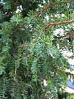 foto bomen: Taxus__Taxus_baccata__English_yew