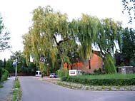 foto bomen: Treurwilg__Salix_x_sepulcralis__Weeping_willow 