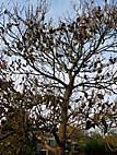 foto bomen: Trompetboom__Catalpa_bignonioides__Southern_catalpa 