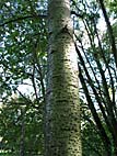 foto bomen: Witte_abeel__Populus_alba__European_whitepoplar 