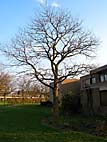 foto bomen: Witte_acacia__Robinia_pseudoacacia__Black_locust