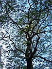 foto bomen: Witte_acacia__Robinia_pseudoacacia__Black_locust