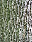 foto bomen: Zilverlinde__Tilia_tomentosa__Silver_linden 