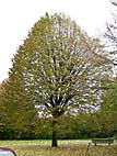 foto bomen: lindefamilie 