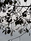 foto bomen: Zilverlinde__Tilia_tomentosa__Silver_linden 