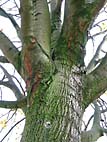 foto bomen: lindefamilie 