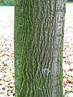 foto bomen: Zilverlinde__Tilia_tomentosa__Silver_linden 