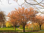 foto bomen: prunusfamilie 