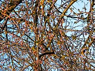 foto bomen: Zoete_kers__Prunus_avium__Sweet_cherry