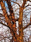 foto bomen: Zwarte_berk__Betula_nigra__River_birch 