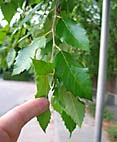 foto bomen: berkfamilie 