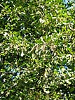foto bomen: Zwarte_els__Alnus_glutinosa__Common_alder