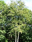 foto bomen: Zwarte_els__Alnus_glutinosa__Common_alder