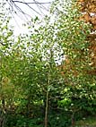 foto bomen: Zwarte_els__Alnus_glutinosa__Common_alder