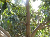 summer photograph Amerikaanse_populier__Populus_deltoides__Eastern_cottonwoodimg_7162.jpg