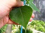 summer photograph Amerikaanse_populier__Populus_deltoides__Eastern_cottonwoodimg_7178.jpg