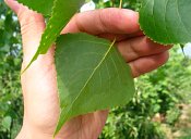 summer photograph Amerikaanse_populier__Populus_deltoides__Eastern_cottonwoodimg_7179.jpg