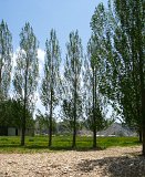 summer photograph Amerikaanse_populier__Populus_deltoides__Eastern_cottonwoodimg_7469.jpg