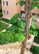 summer photograph Anna_Paulownaboom__Paulownia_tomentosa__Empress_treeimg_7290.jpg