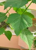 summer photograph Anna_Paulownaboom__Paulownia_tomentosa__Empress_treeimg_7291.jpg