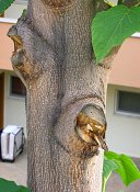 summer photograph Anna_Paulownaboom__Paulownia_tomentosa__Empress_treeimg_7292.jpg