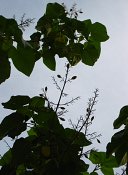 summer photograph Anna_Paulownaboom__Paulownia_tomentosa__Empress_treeimg_7293.jpg