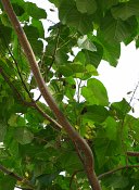 summer photograph Anna_Paulownaboom__Paulownia_tomentosa__Empress_treeimg_7294.jpg