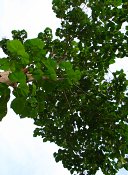 summer photograph Anna_Paulownaboom__Paulownia_tomentosa__Empress_treeimg_7295.jpg