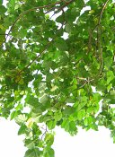 summer photograph Anna_Paulownaboom__Paulownia_tomentosa__Empress_treeimg_7296.jpg