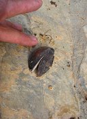 summer photograph Anna_Paulownaboom__Paulownia_tomentosa__Empress_treeimg_7297.jpg