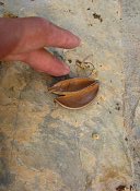 summer photograph Anna_Paulownaboom__Paulownia_tomentosa__Empress_treeimg_7298.jpg