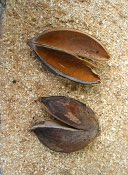 summer photograph Anna_Paulownaboom__Paulownia_tomentosa__Empress_treeimg_7299.jpg