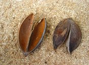 summer photograph Anna_Paulownaboom__Paulownia_tomentosa__Empress_treeimg_7300.jpg