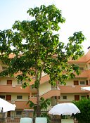 summer photograph Anna_Paulownaboom__Paulownia_tomentosa__Empress_treeimg_7771.jpg