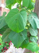 summer photograph Anna_Paulownaboom__Paulownia_tomentosa__Empress_treeimg_7772.jpg