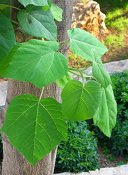 summer photograph Anna_Paulownaboom__Paulownia_tomentosa__Empress_treeimg_7773.jpg