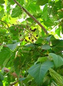 summer photograph Anna_Paulownaboom__Paulownia_tomentosa__Empress_treeimg_7774.jpg