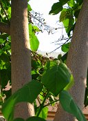 summer photograph Anna_Paulownaboom__Paulownia_tomentosa__Empress_treeimg_7775.jpg