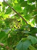 summer photograph Anna_Paulownaboom__Paulownia_tomentosa__Empress_treeimg_7776.jpg
