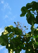 summer photograph Anna_Paulownaboom__Paulownia_tomentosa__Empress_treeimg_7777.jpg