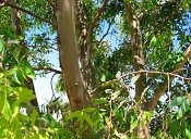 summer photograph Eucalyptus__Eucalyptus_globulus__Blue_gum_treeimg_6971.jpg