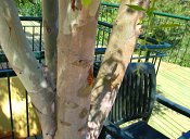 summer photograph Eucalyptus__Eucalyptus_globulus__Blue_gum_treeimg_6972.jpg