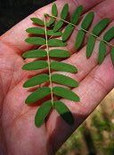 summer photograph Mimosa__Acacia_dealbata__Mimosa_Silver_wattleimg_7590.jpg