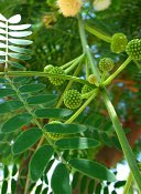 summer photograph Mimosa__Acacia_dealbata__Mimosa_Silver_wattleimg_7595.jpg