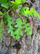 summer photograph Moseik_Turkse_eik__Quercus_cerris__Turkey_oakimg_7503.jpg